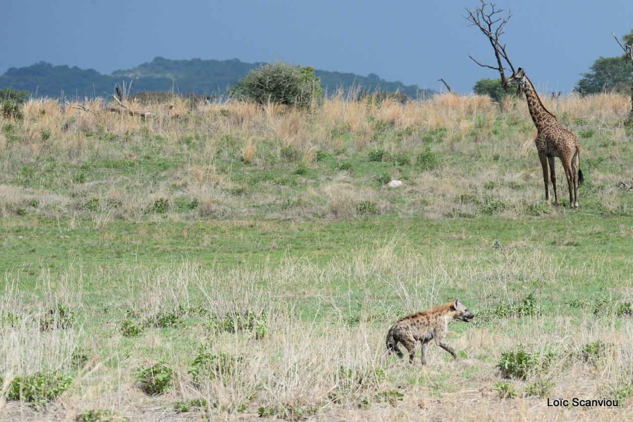 Hyène et girafe (1)