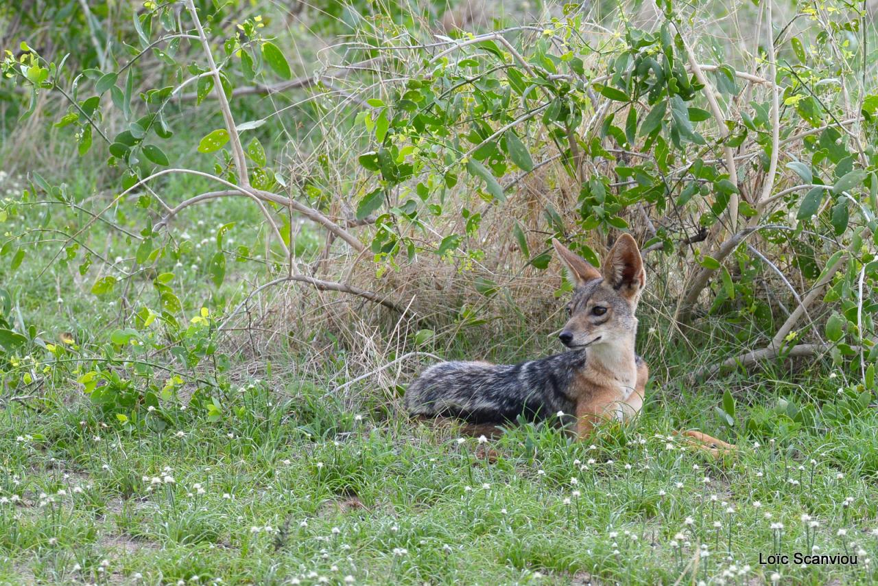 Chacal à chabraque/Black-backed Jackal (8)