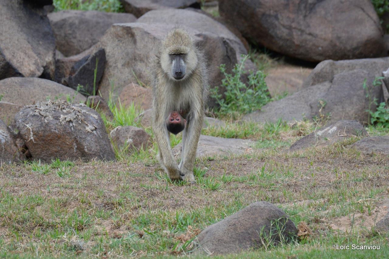 Ruaha (31)