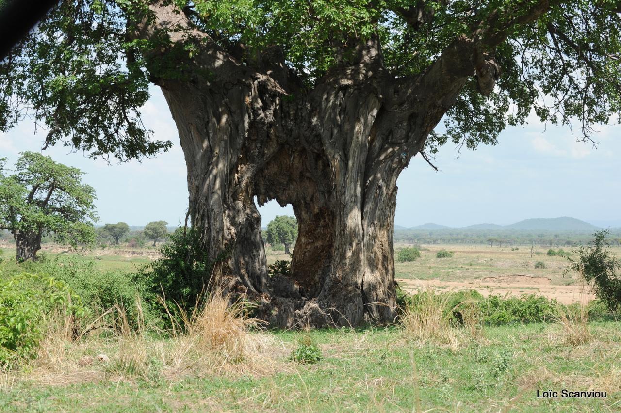 Ruaha (2)