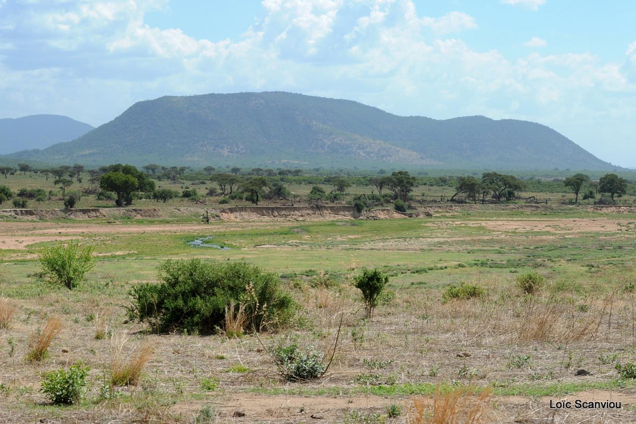 Ruaha (3)