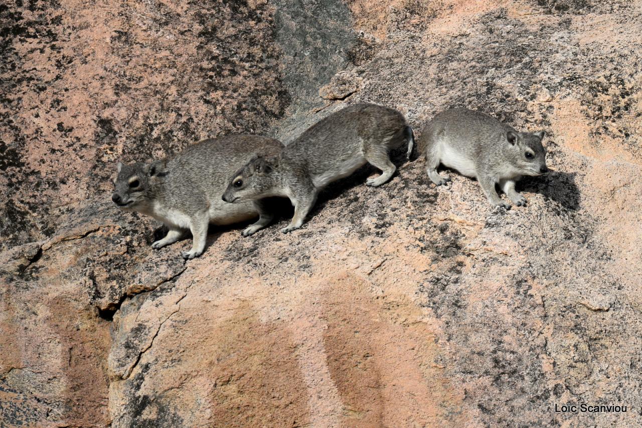 Daman/Hyrax (1)