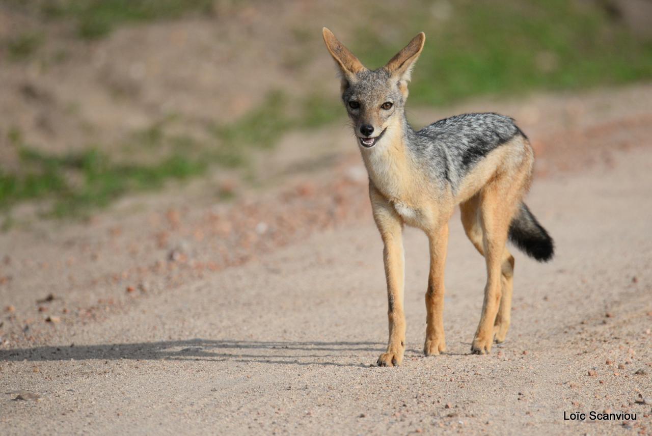 Chacal à chabraque/Black-backed Jackal (1)