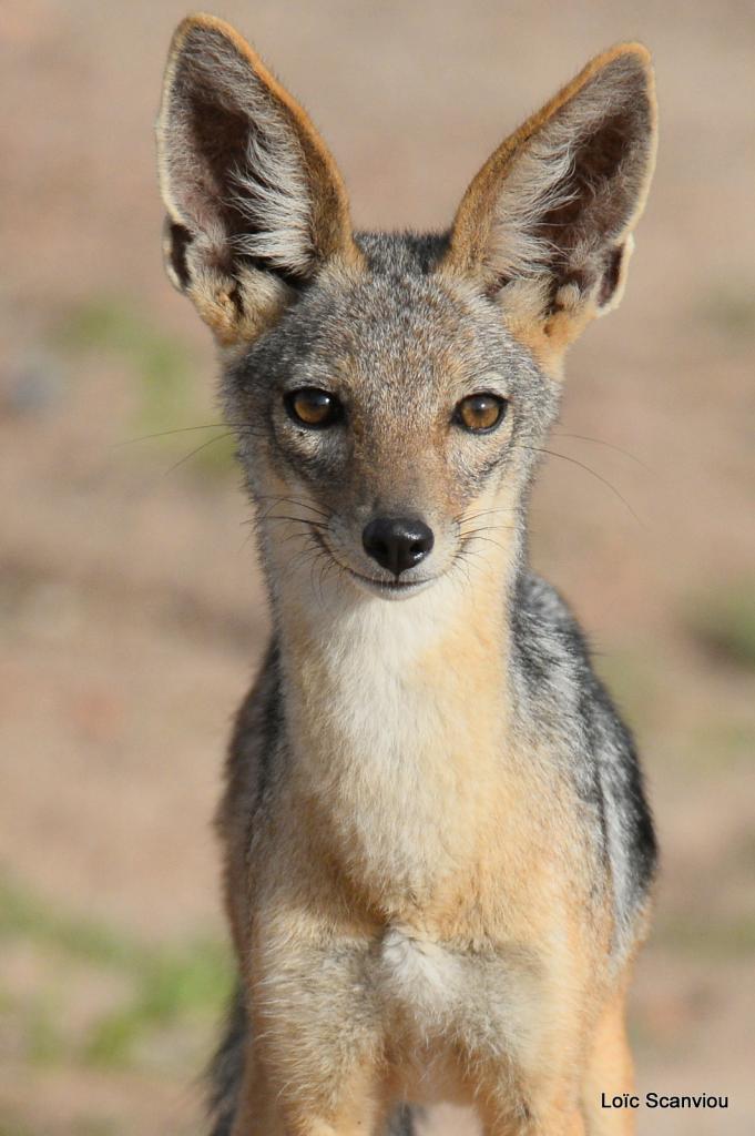 Chacal à chabraque/Black-backed Jackal (2)