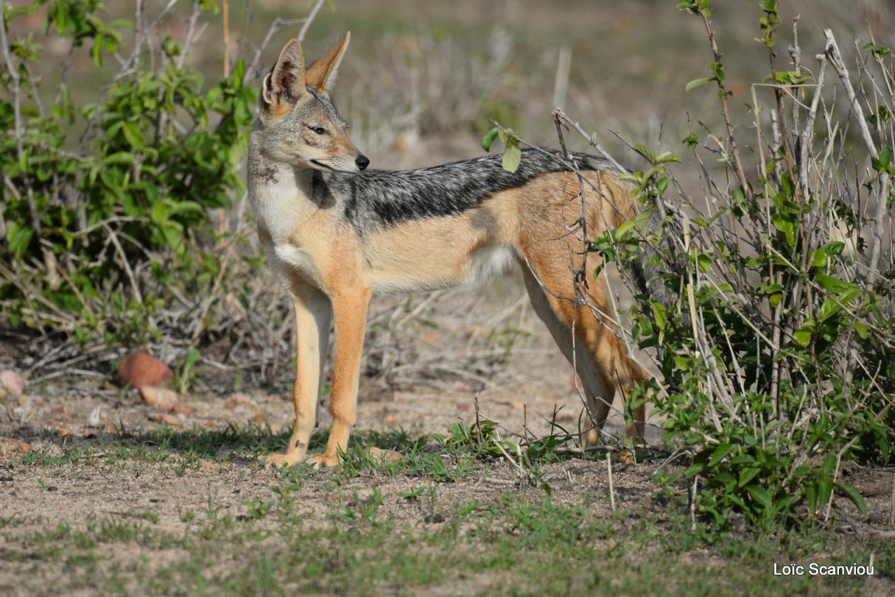 Chacal à chabraque/Black-backed Jackal (3)