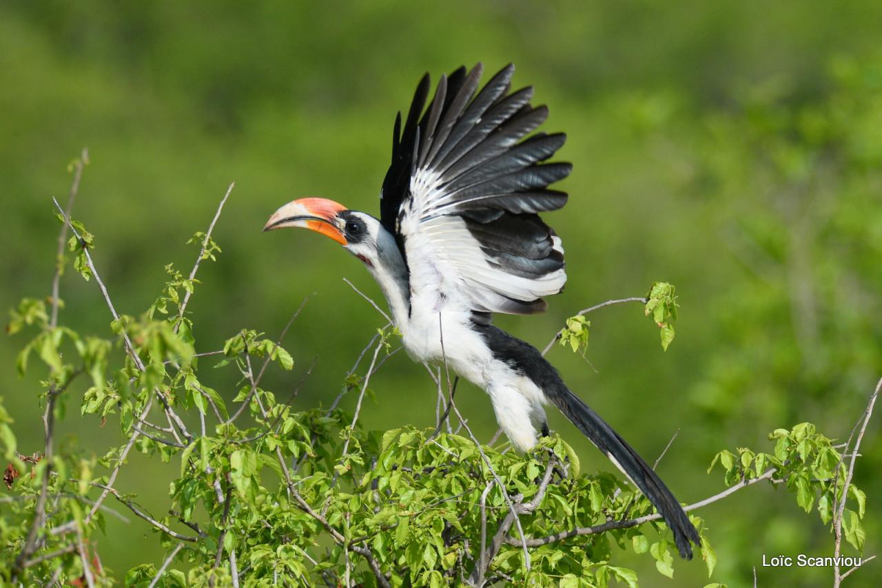 Calao de Der Decken/Van der Decken Hornbill (1)