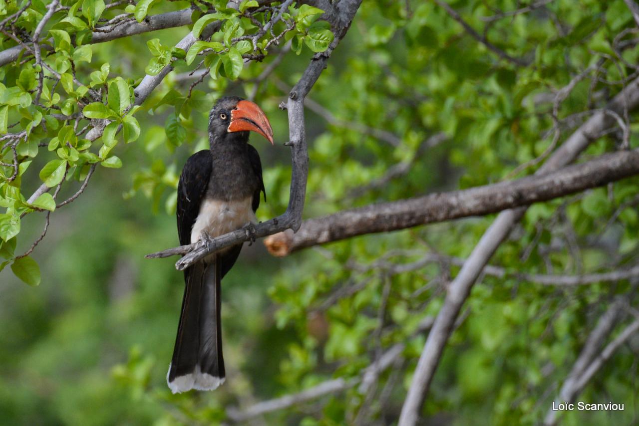 Calao couronné/Crowned Hornbill (1)