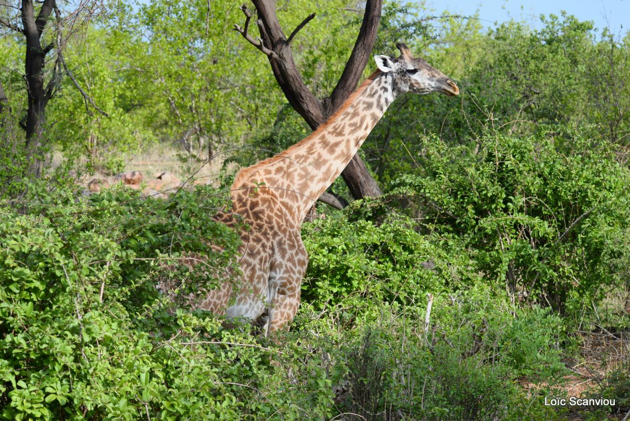 Girafe/Giraffe (14)