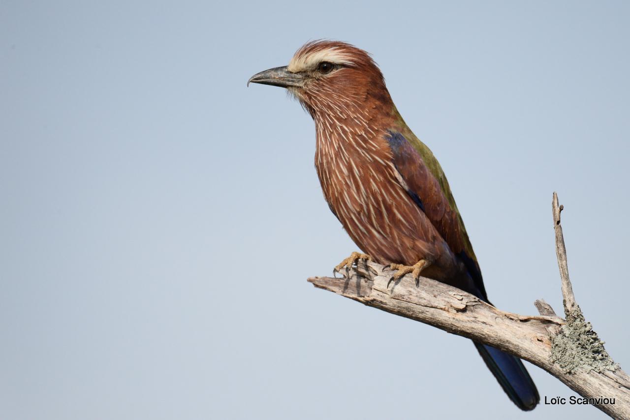 Rollier varié/Rufous-crowned Roller (1)