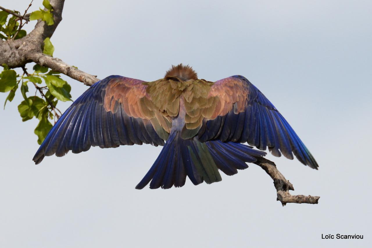 Rollier varié/Rufous-crowned Roller (2)