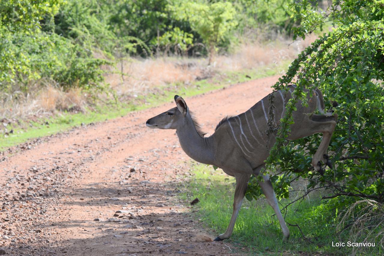 Grand koudou/Greater Kudu (1)