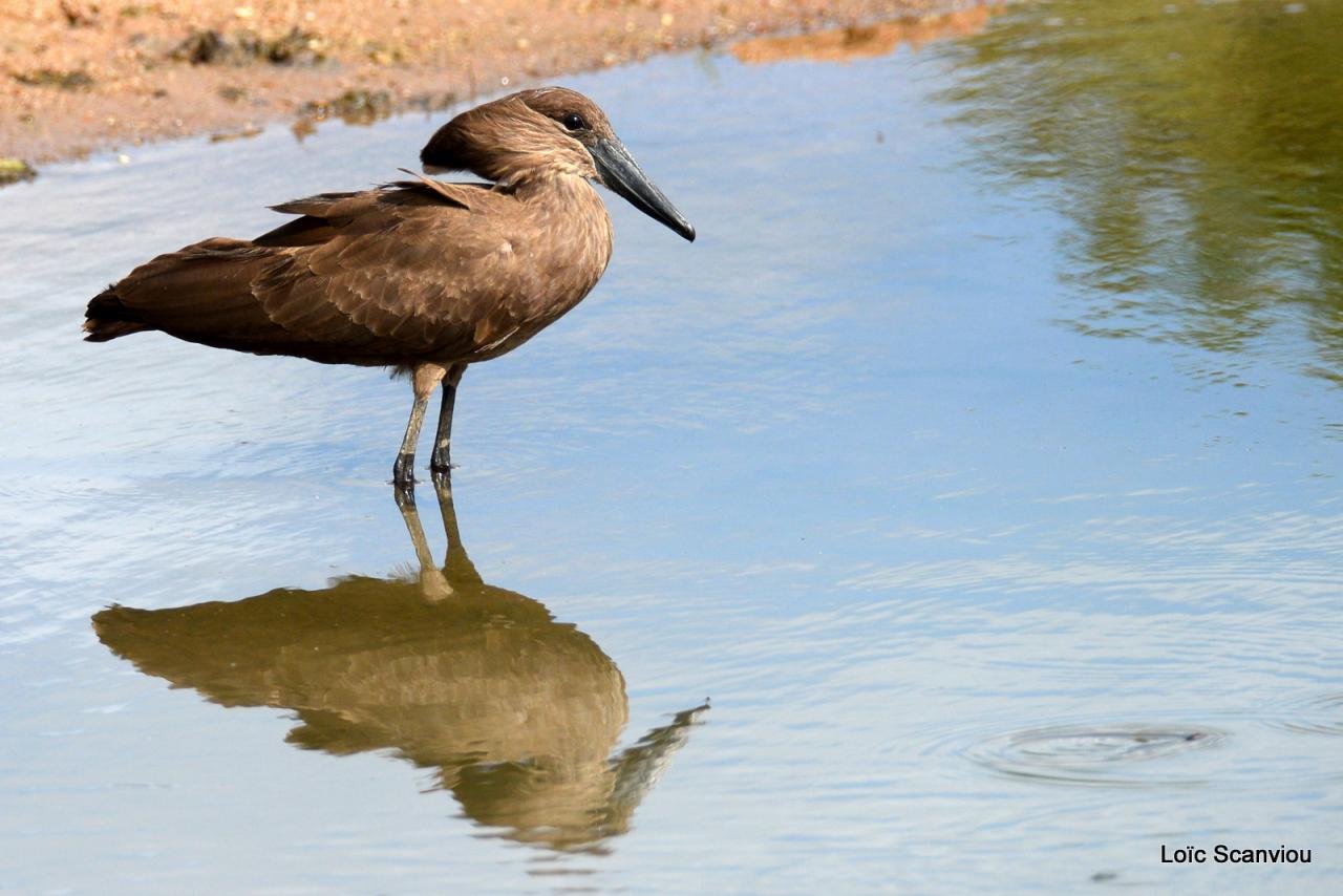 Ombrette/Hamerkop (1)