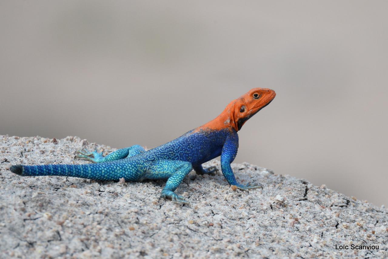 Agame/Agama Lizard (1)