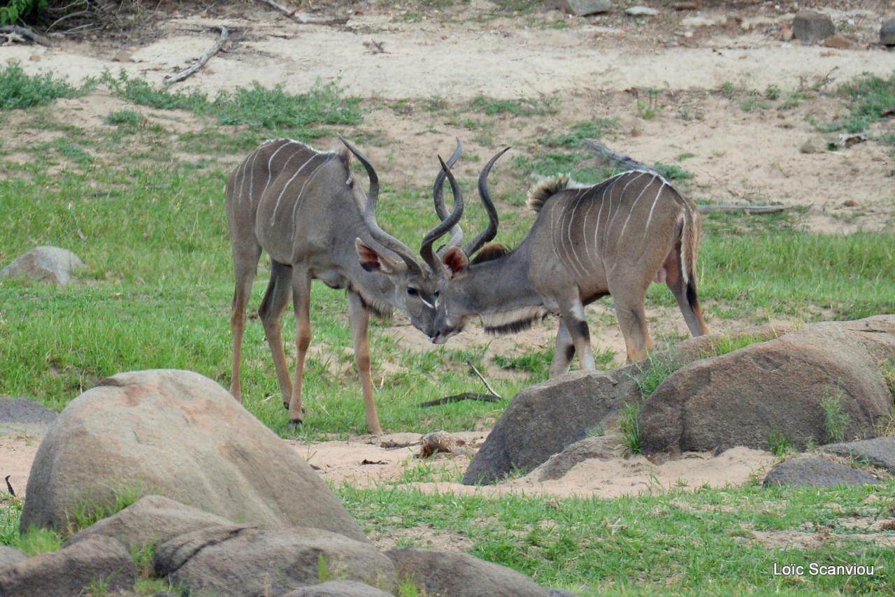 Grand koudou/Greater Kudu (2)