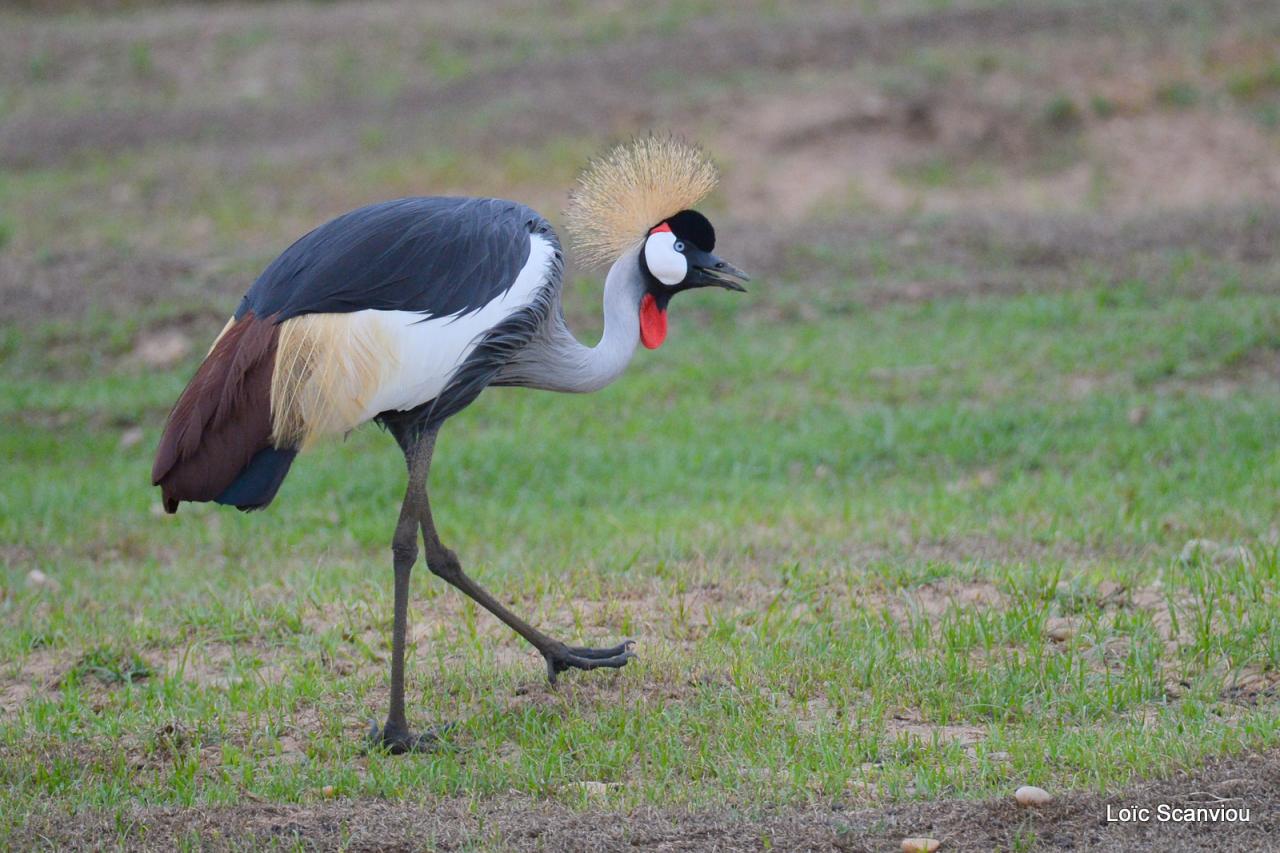 Grue couronnée/Grey-crowned Crane (3)