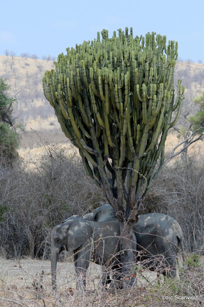 Ruaha octobre 2017 (12)