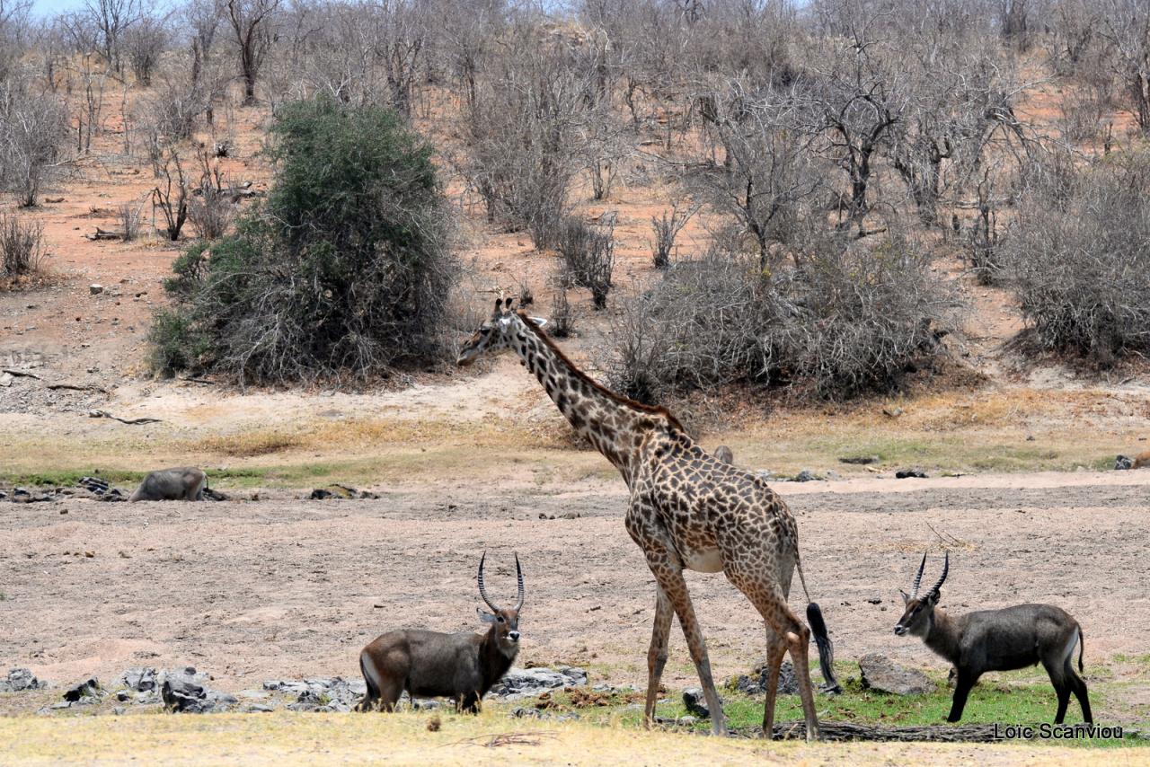 Girafe et cobe à croissant (1)