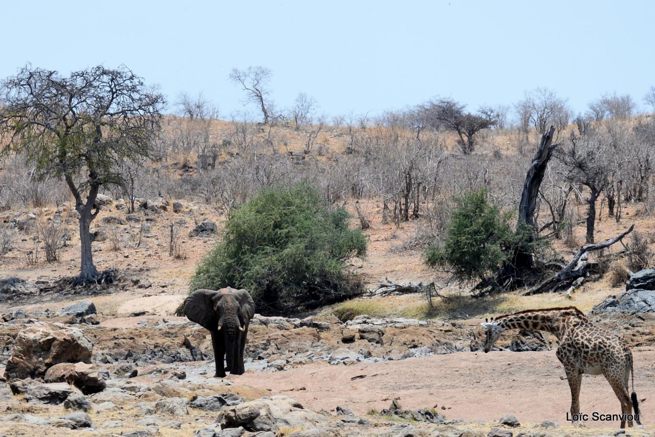 Ruaha octobre 2017 (18)