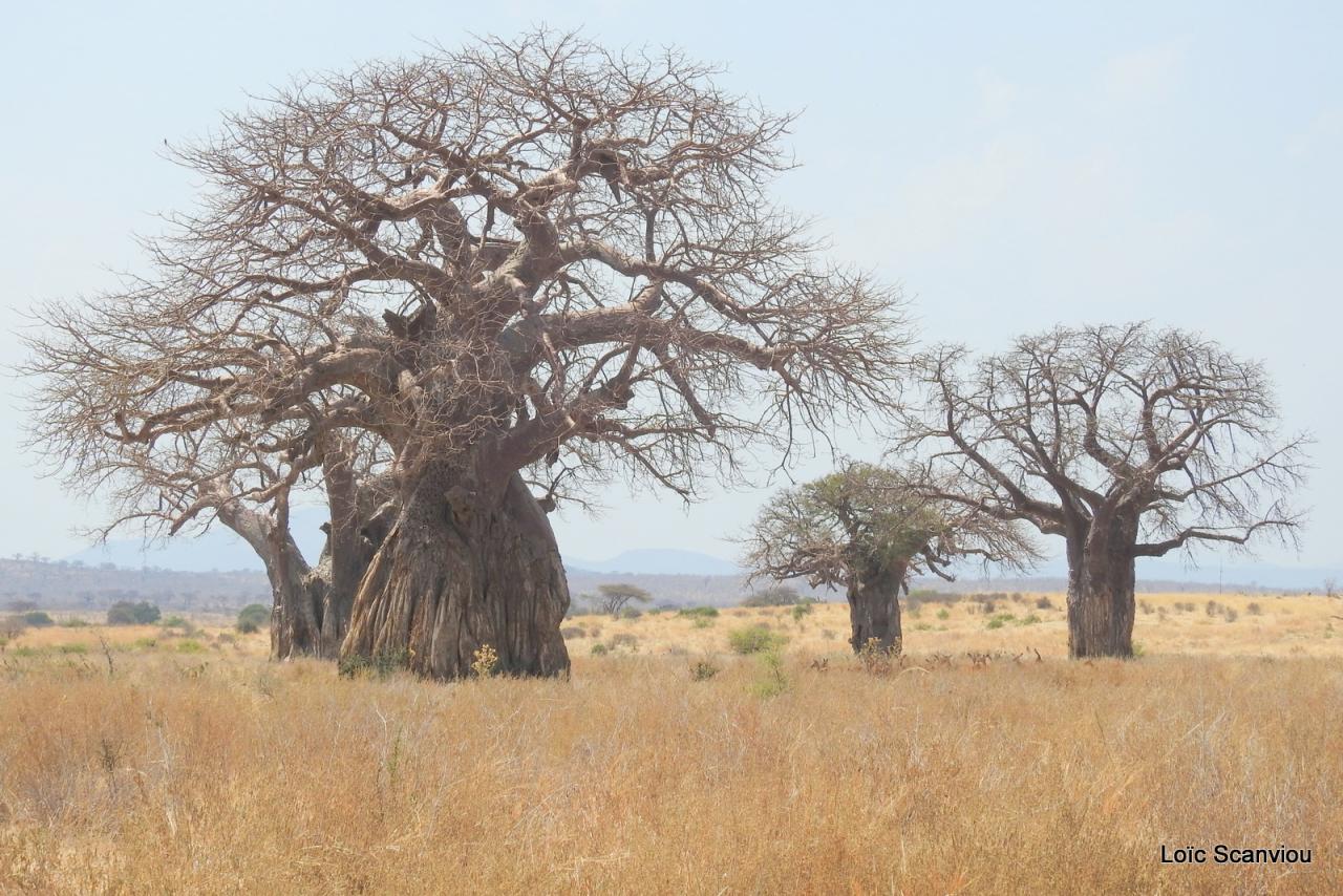 Baobab/Baobab Tree (3)