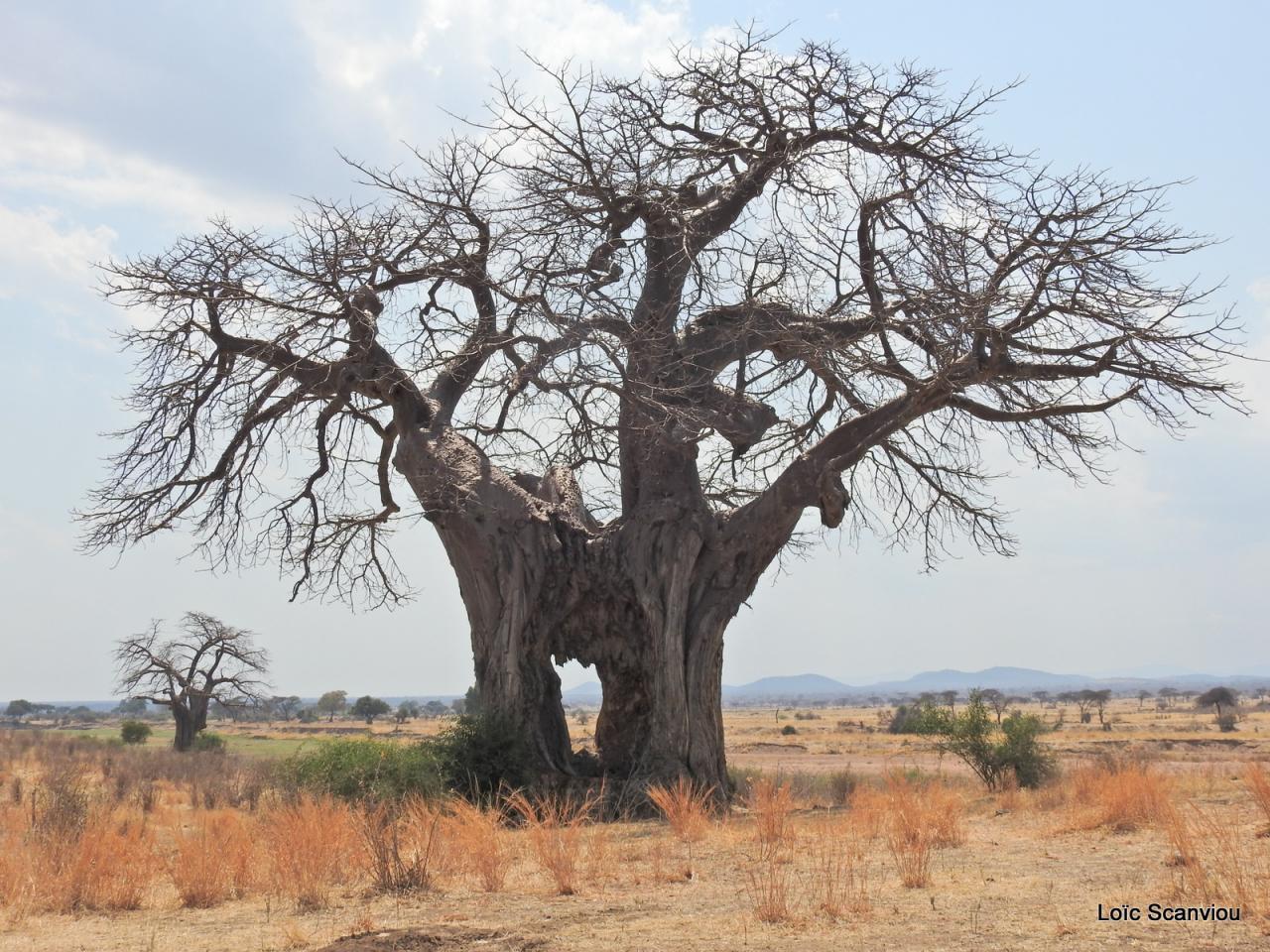 Baobab/Baobab Tree (4)