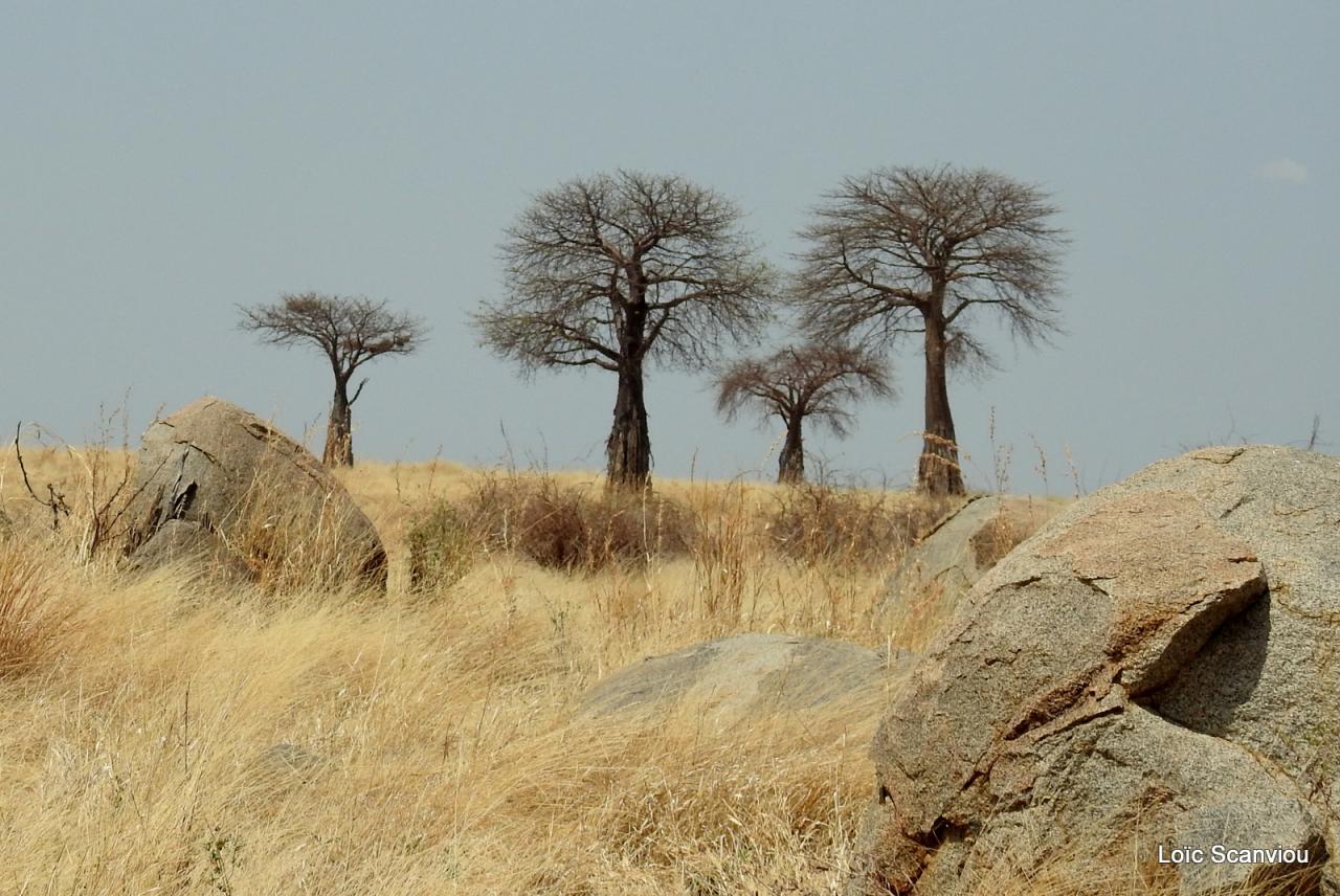 Baobab/Baobab Tree (5)