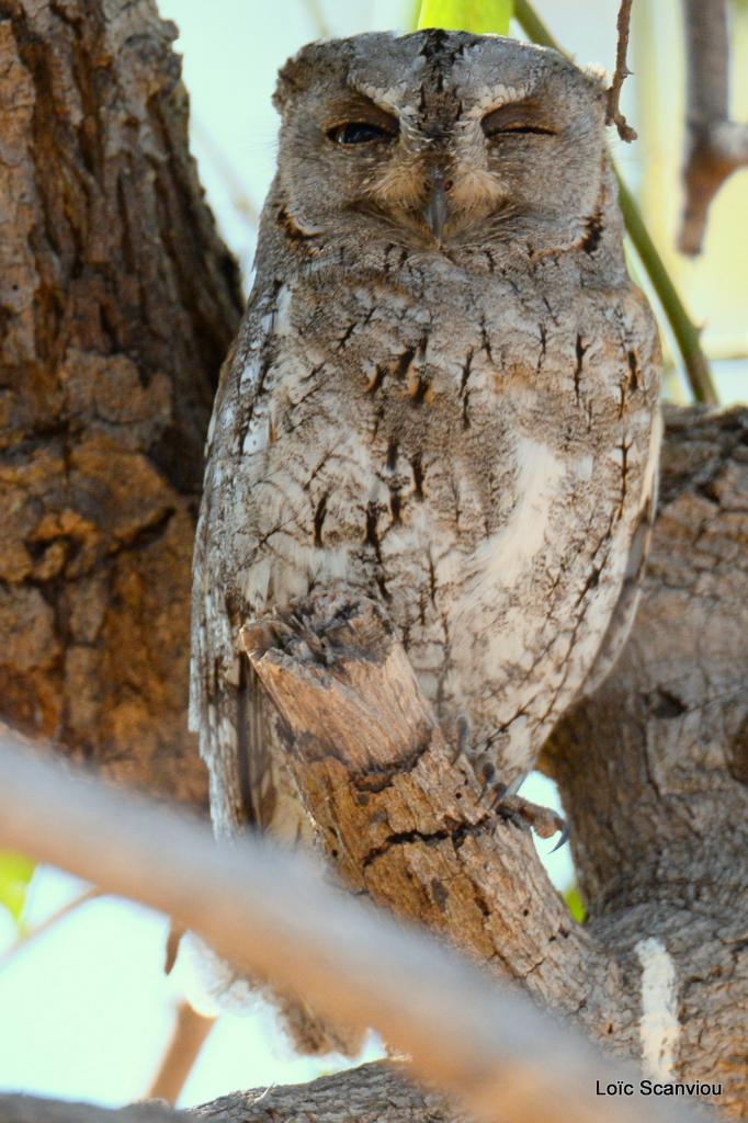 Petit-duc africain/African Scops Owl (1)