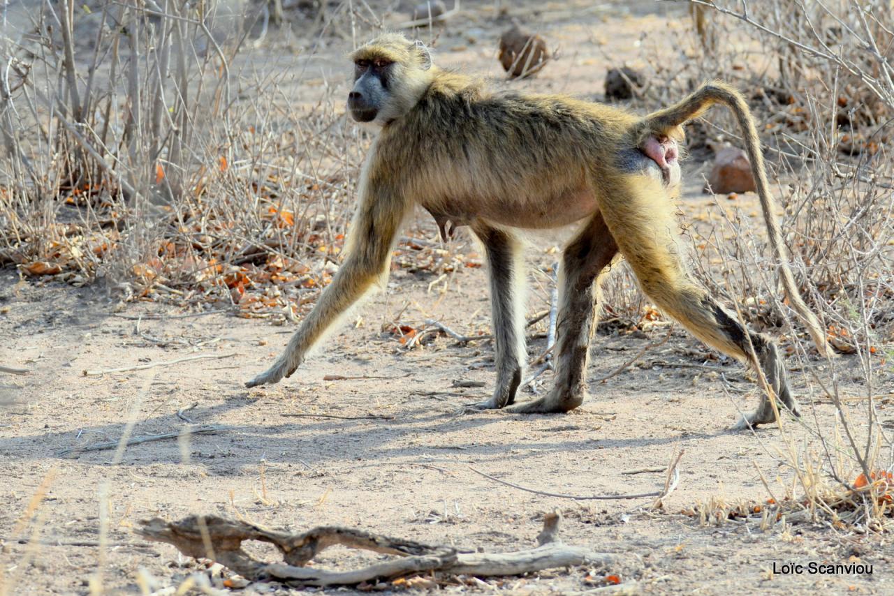 Babouin/Baboon (2)