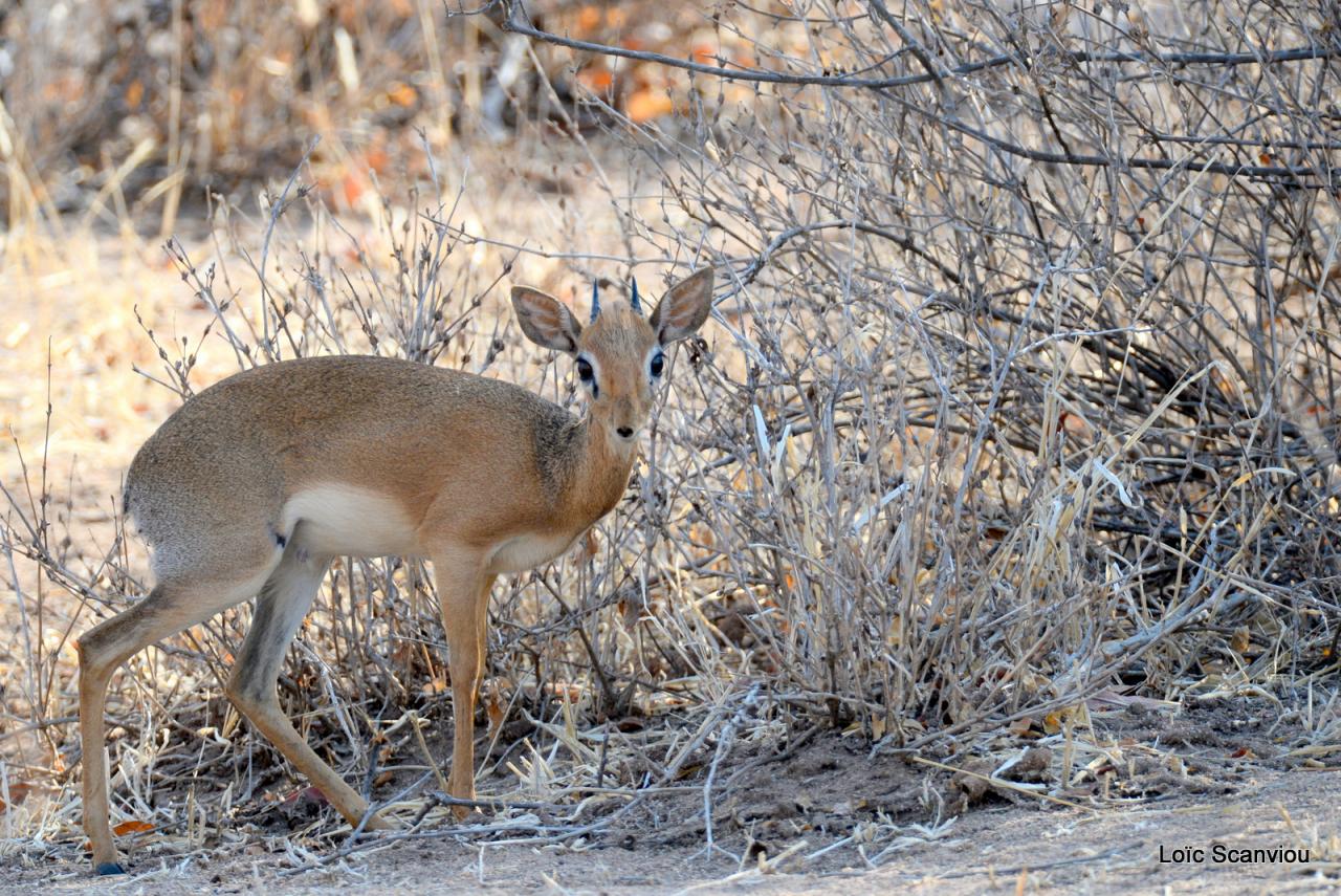 Dik-dik (1)