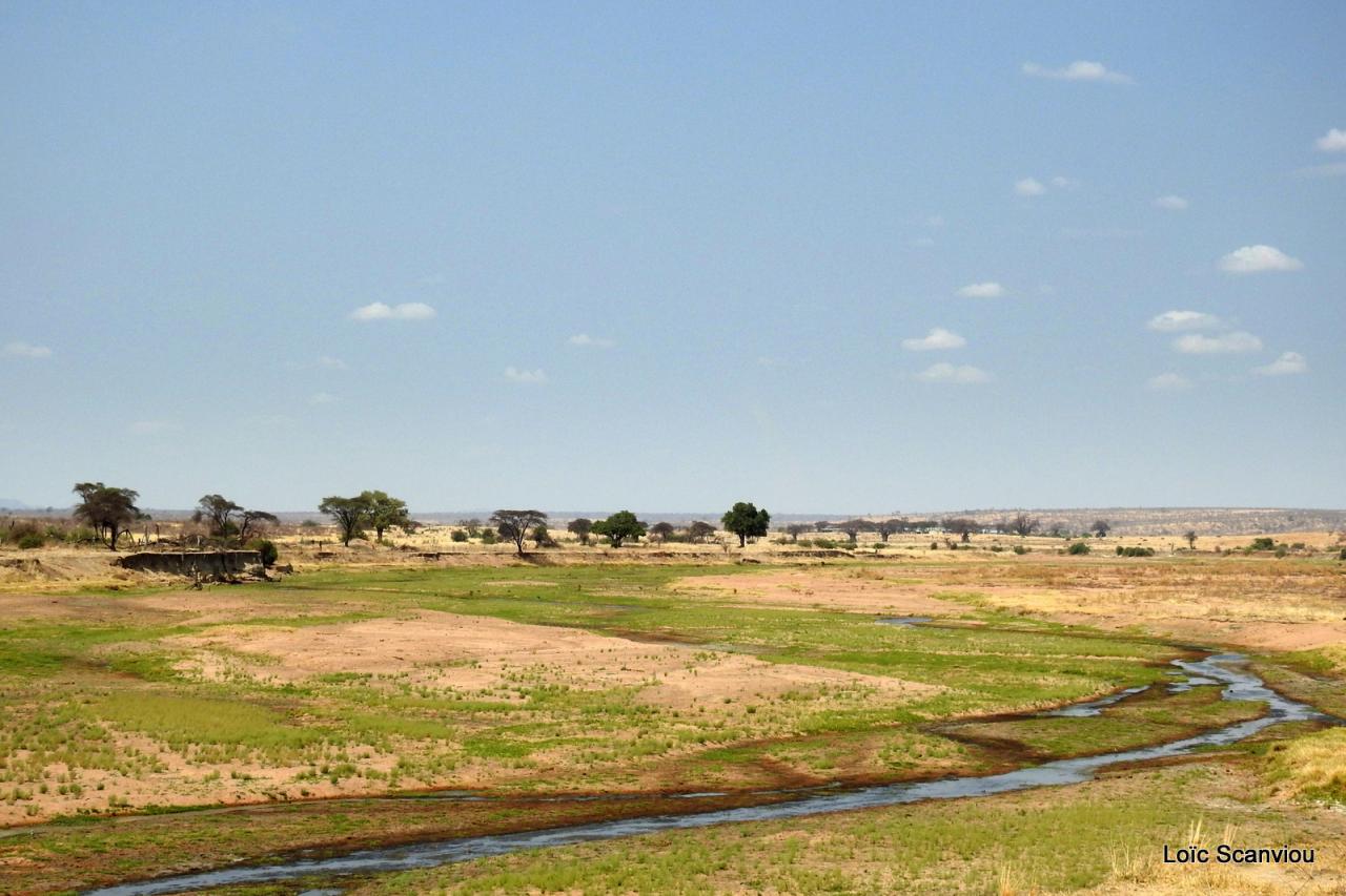 Ruaha (4)