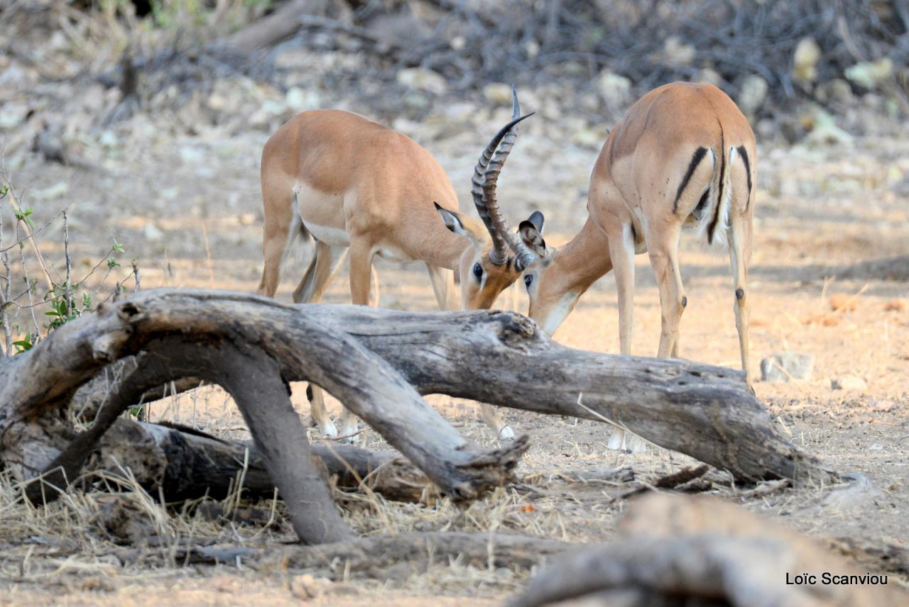 Impala (2)