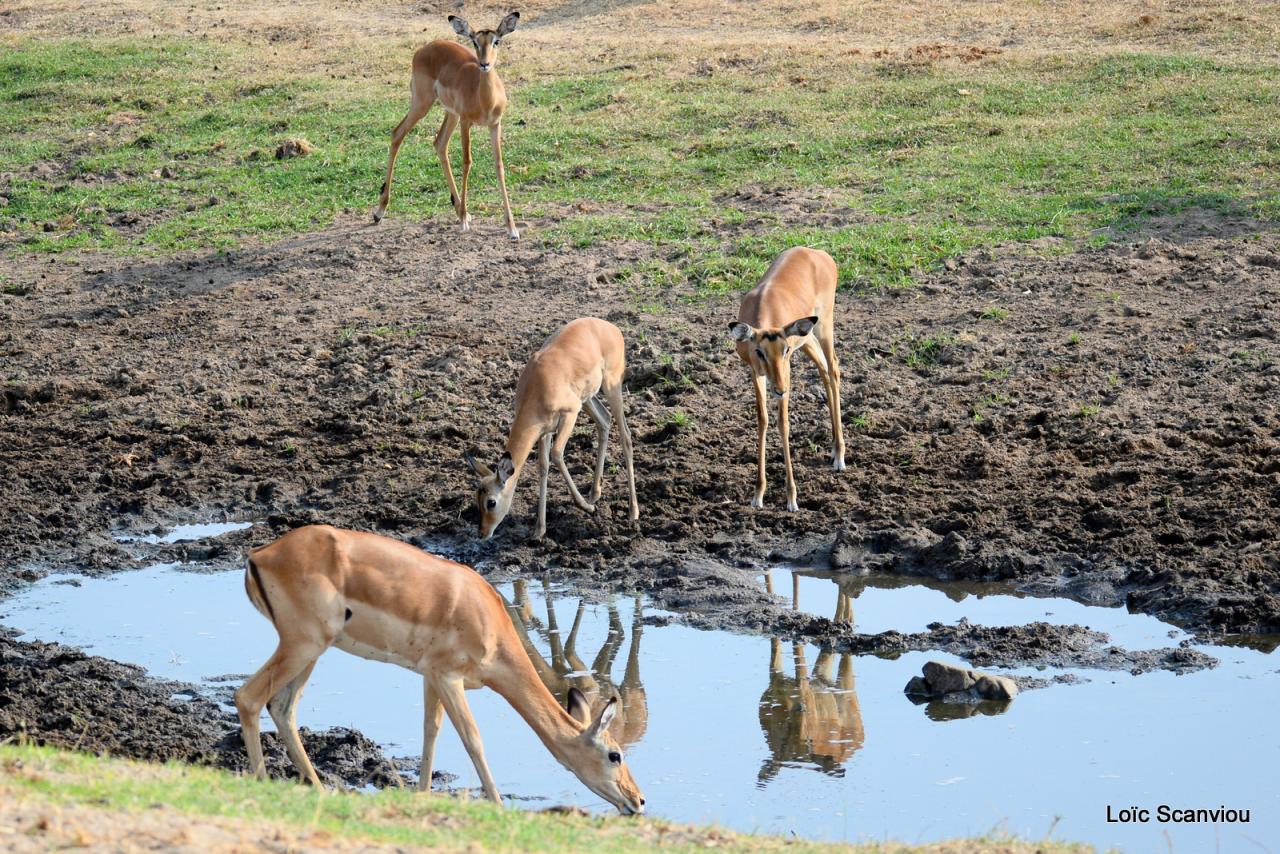 Impala (3)