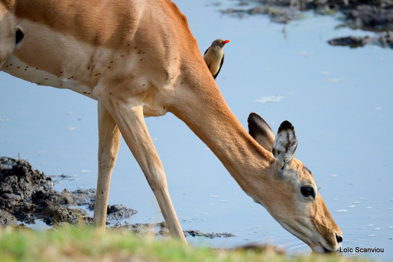 Impala (4)