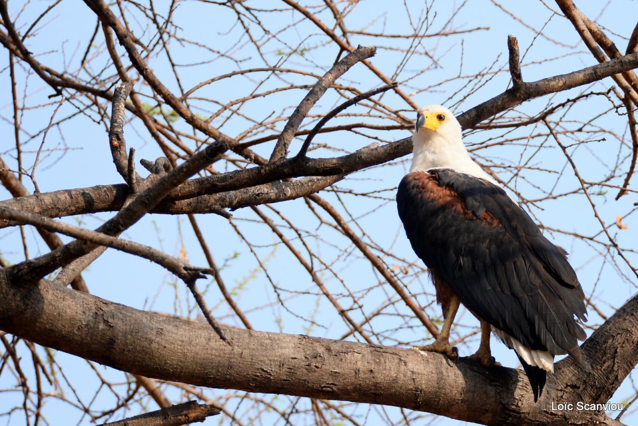 Aigle vocifère/African Fish Eagle (1)