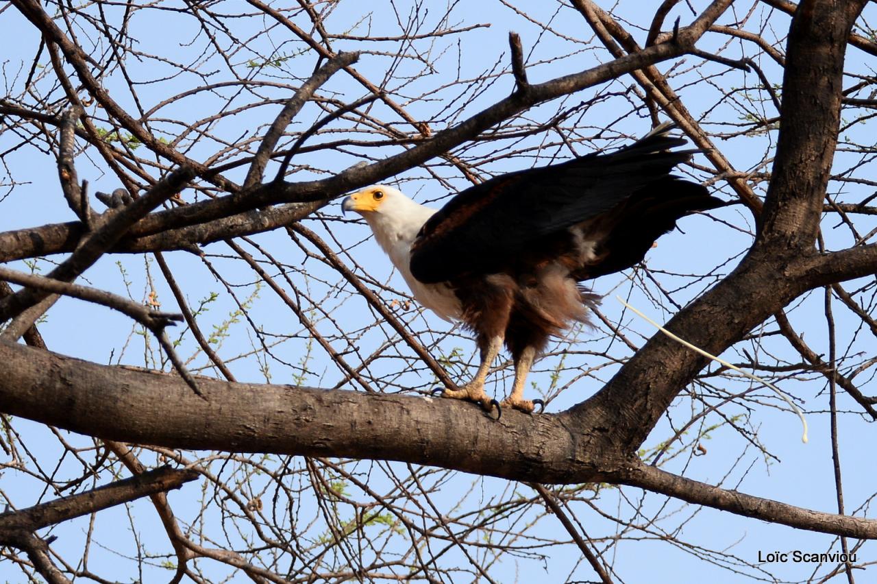 Aigle vocifère/African Fish Eagle (2)