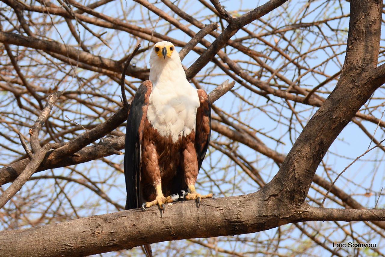 Aigle vocifère/African Fish Eagle (3)