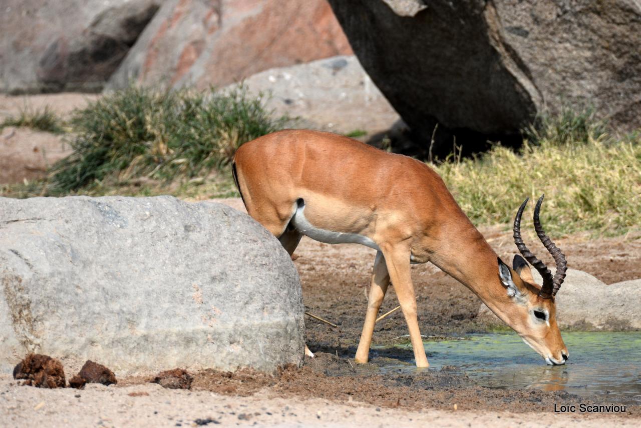 Impala (5)