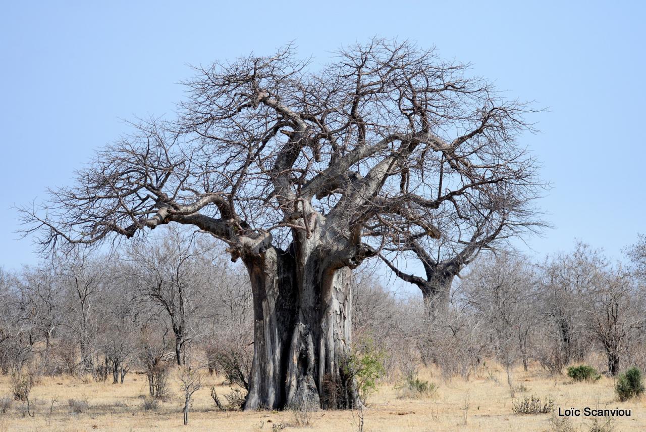 Baobab/Baobab Tree (6)