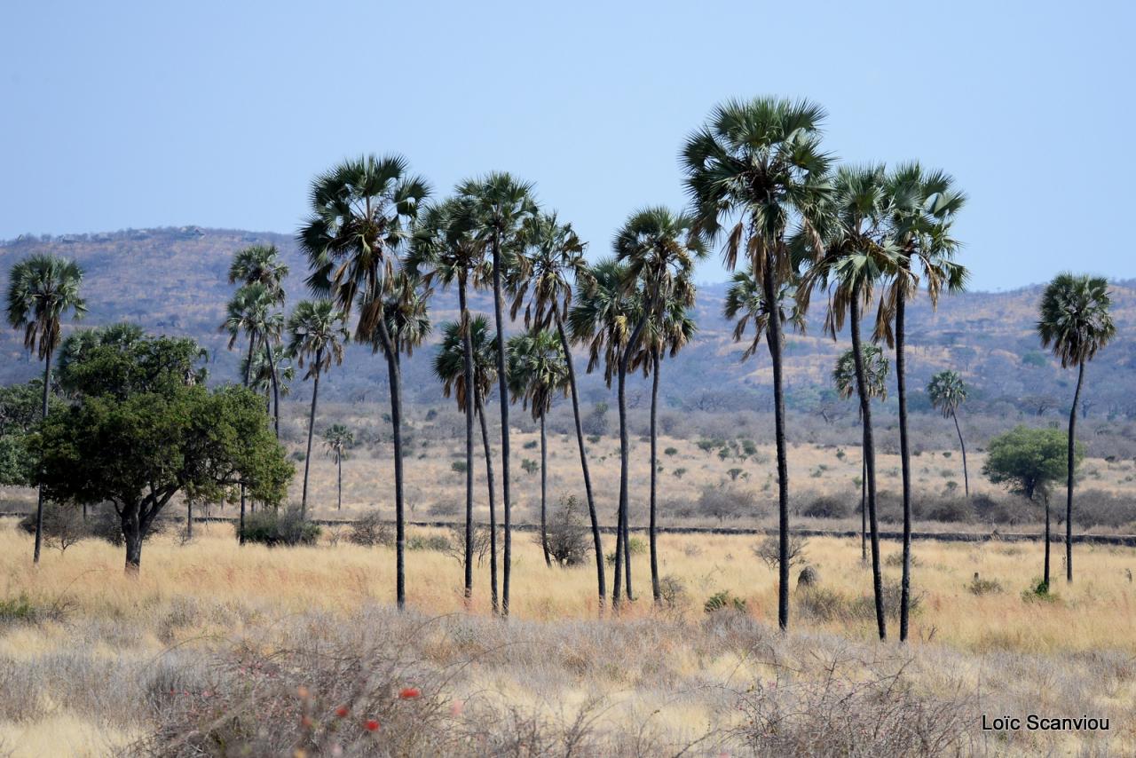 Ruaha (5)