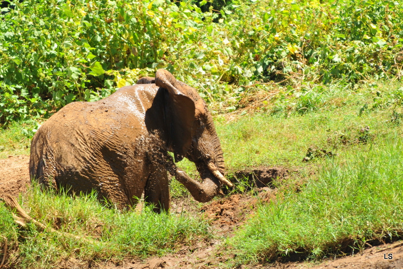 Eléphant (8)