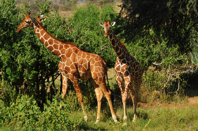 Girafe réticulée/Reticulated Giraffe (1)