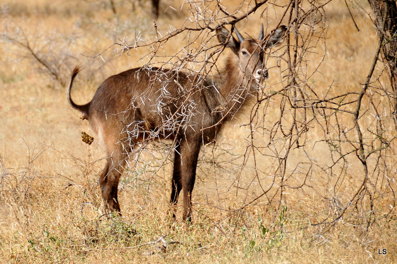 Cobe à croissant/Waterbuck (1)