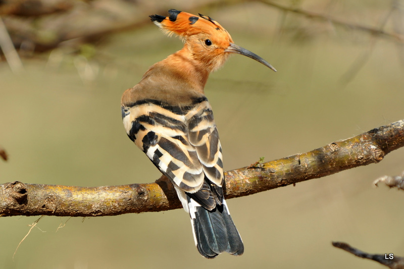 Huppe fasciée/African Hoopoe (1)