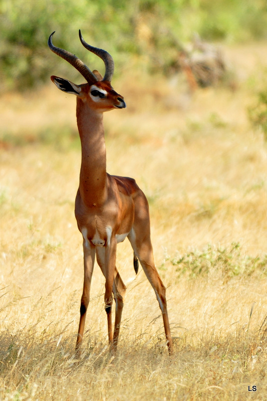 Gazelle de Waller/Gerenuk (1)