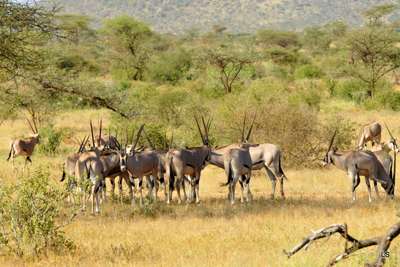 Oryx beïsa/Beisa Oryx (1)