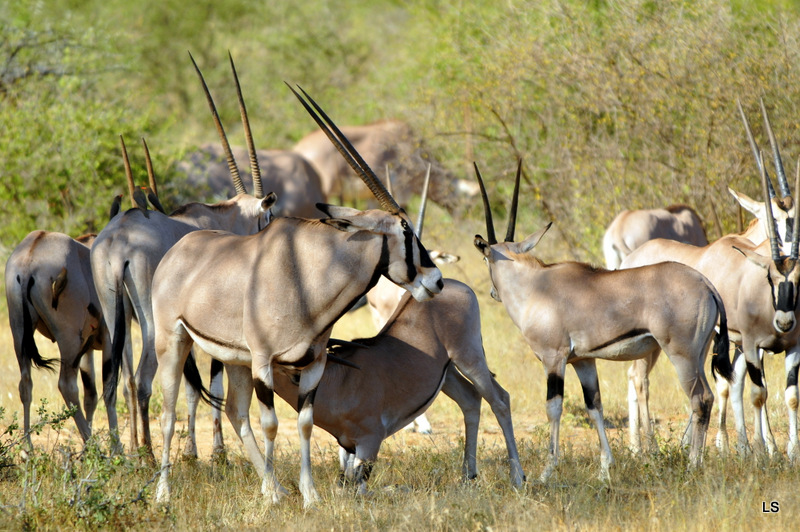 Oryx beïsa/Beisa Oryx (2)