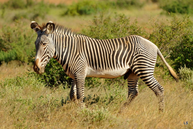 Zèbre de Grévy/Grevy's Zebra (1)