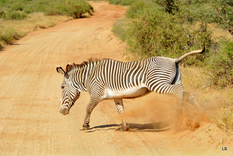 Zèbre de Grévy/Grevy's Zebra (2)