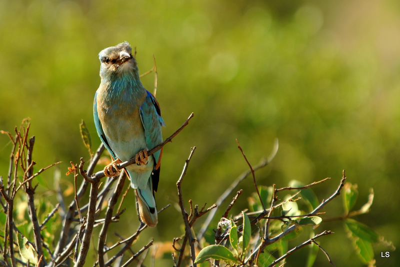 Rollier européen/European Roller (1)