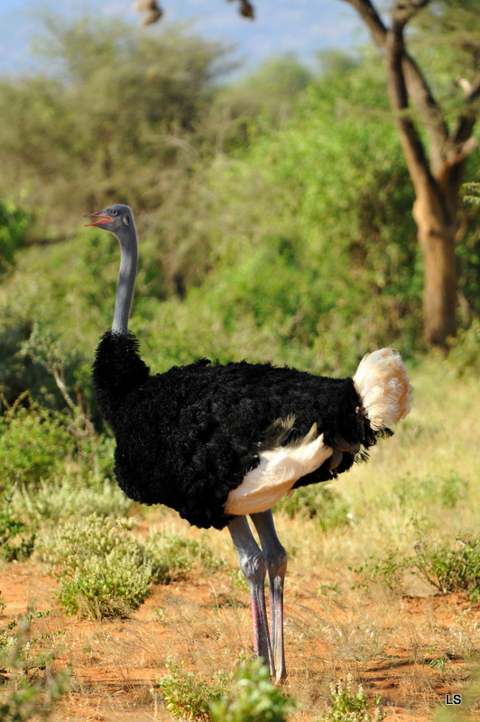 Autruche de Somalie/Somali Ostrich (1)