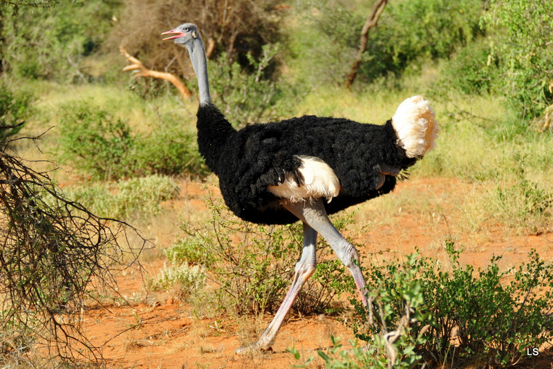 Autruche de Somalie/Somali Ostrich (2)